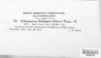 Coleosporium asterum image